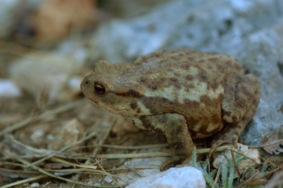 Mittelmeer-Erdkröte (Bufo bufo spinosus)